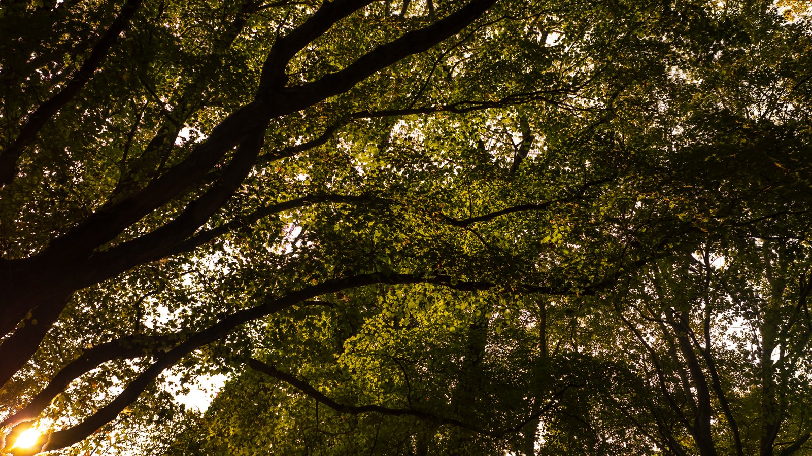 Wedding Venue Near Dallas, Georgia – The Grove at DeFoor Farm